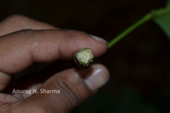 Paracroton pendulus subsp. zeylanicus